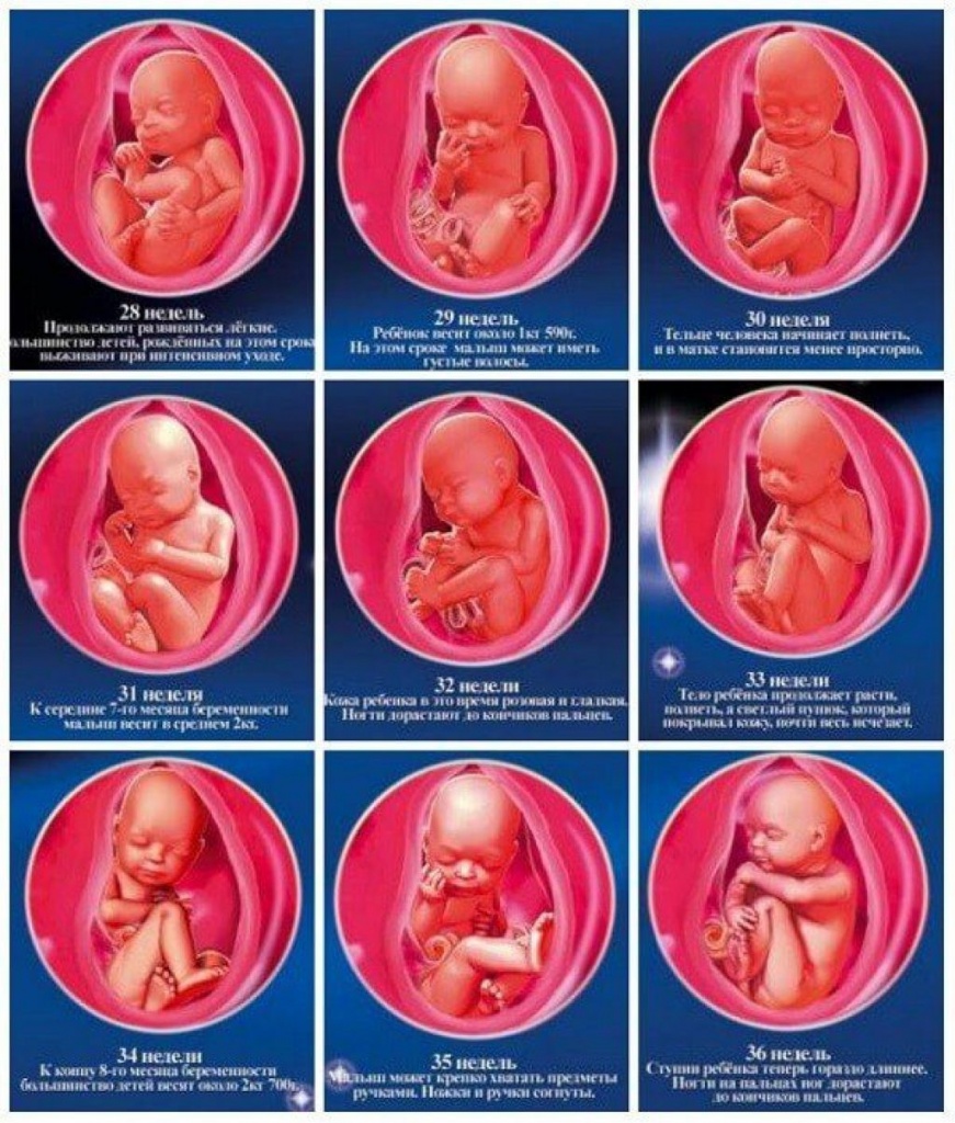 40 недель это месяцев. Расположение ребенка 2 триместр. 3 Третий триместр беременности. Второй триместр беременности эмбрион. Расположение ребенка в утробе по месяцам.